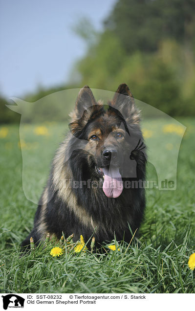 Old German Shepherd Portrait / SST-08232