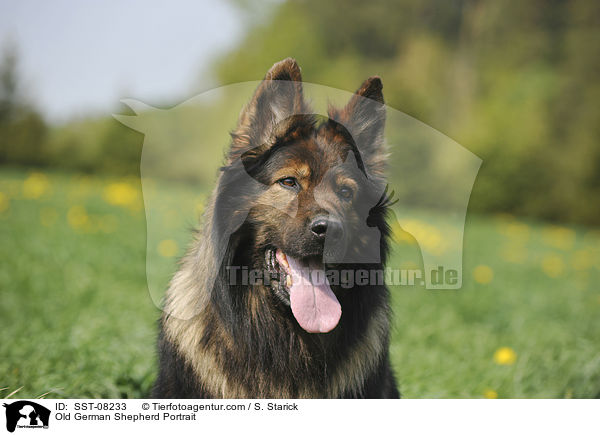 Old German Shepherd Portrait / SST-08233