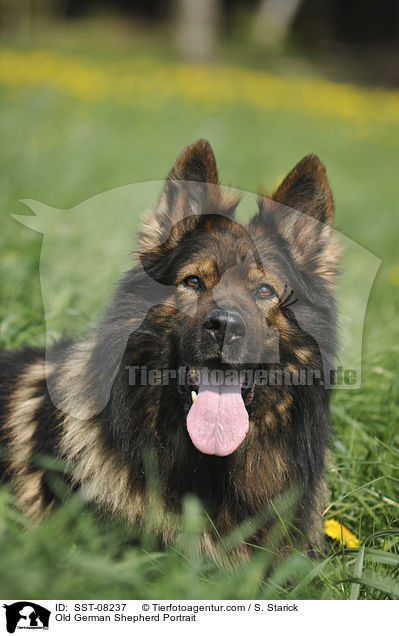 Old German Shepherd Portrait / SST-08237