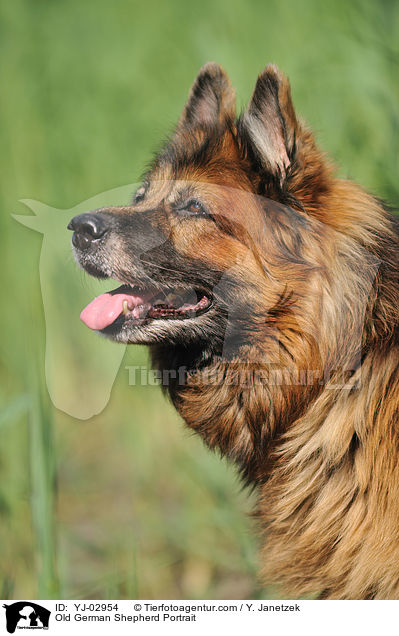 Old German Shepherd Portrait / YJ-02954
