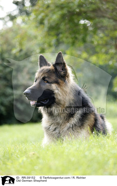 Old German Shepherd / RR-39152