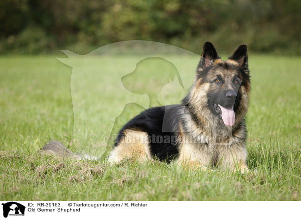 Old German Shepherd / RR-39163