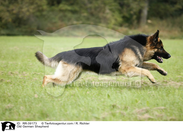 Old German Shepherd / RR-39173