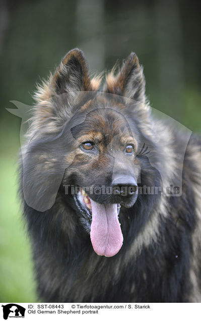 Old German Shepherd portrait / SST-08443
