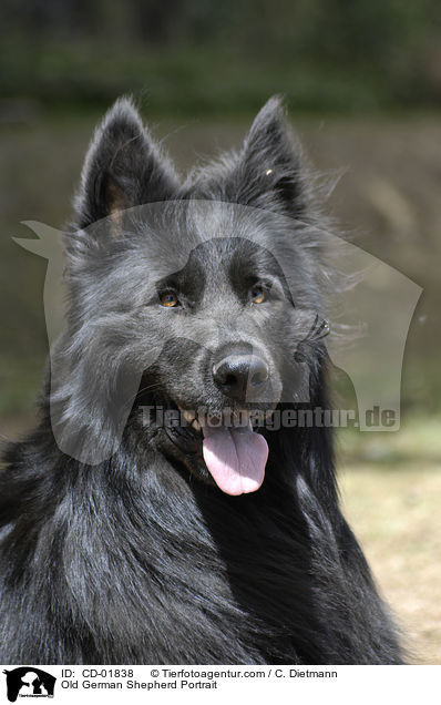 Old German Shepherd Portrait / CD-01838