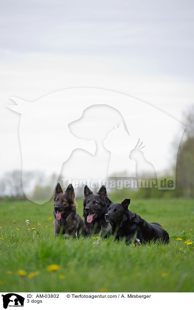 3 dogs / AM-03802