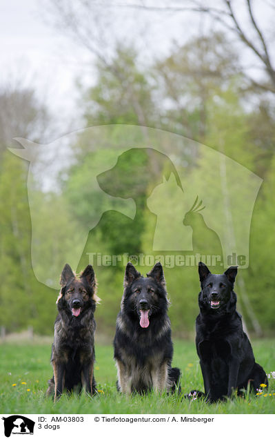 3 dogs / AM-03803