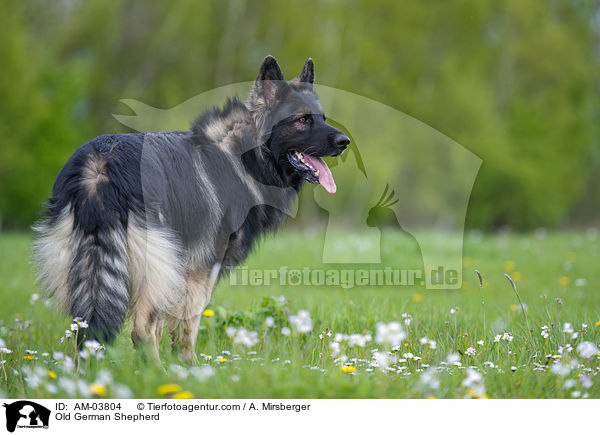 Old German Shepherd / AM-03804