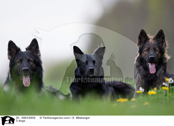 3 dogs / AM-03809