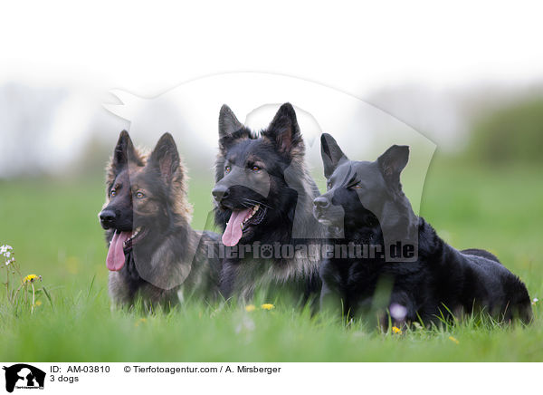 3 dogs / AM-03810