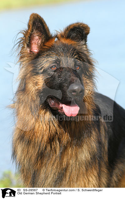 Old German Shepherd Portrait / SS-28567