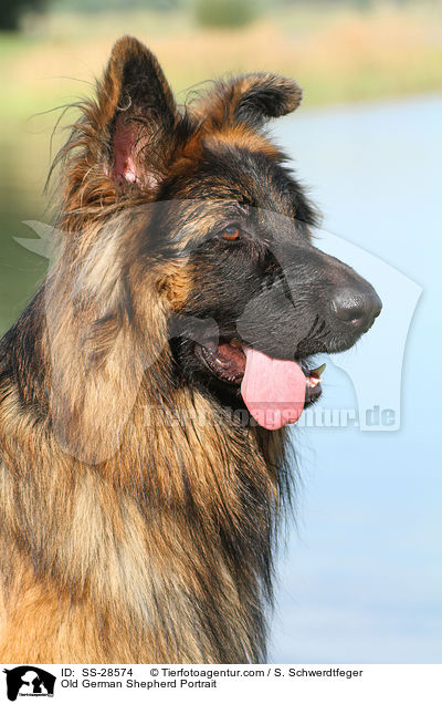 Old German Shepherd Portrait / SS-28574