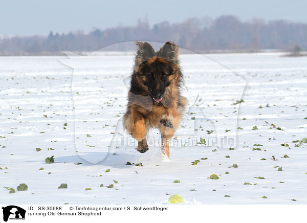running Old German Shepherd / SS-30688