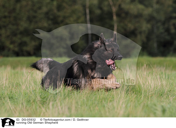 running Old German Shepherd / DG-05932