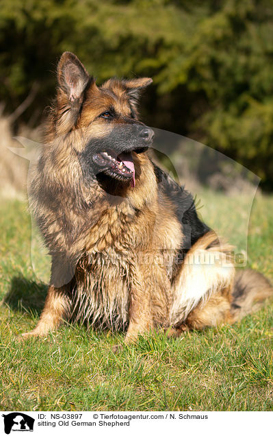 sitting Old German Shepherd / NS-03897
