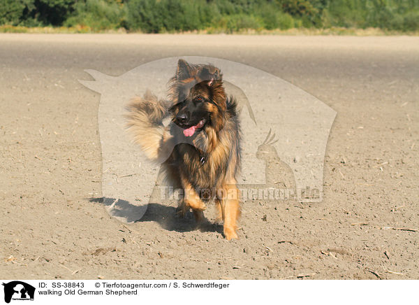 laufender Altdeutscher Schferhund / walking Old German Shepherd / SS-38843