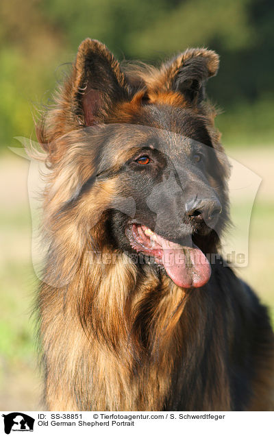 Old German Shepherd Portrait / SS-38851