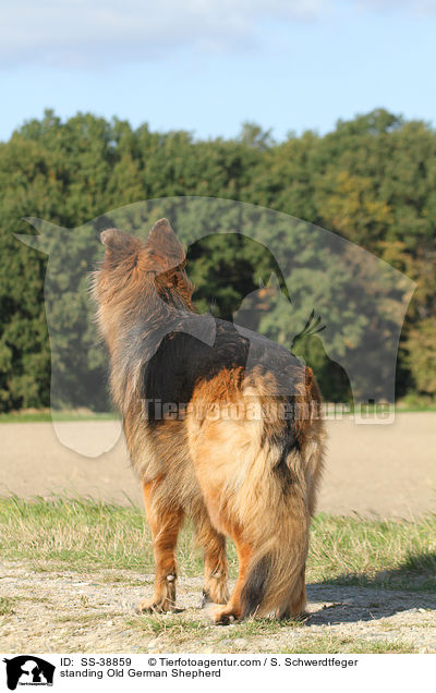 stehender Altdeutscher Schferhund / standing Old German Shepherd / SS-38859