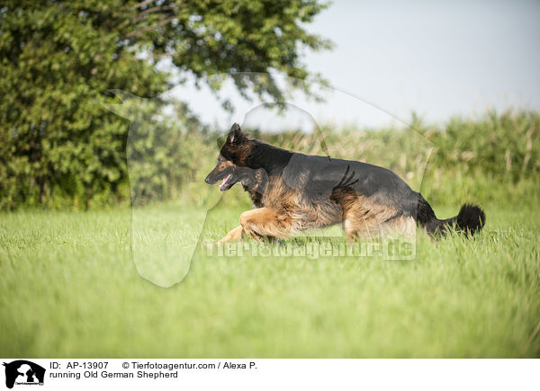 running Old German Shepherd / AP-13907
