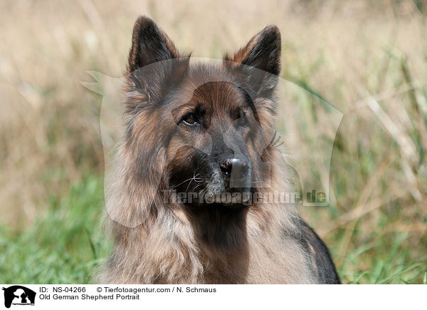 Old German Shepherd Portrait / NS-04266