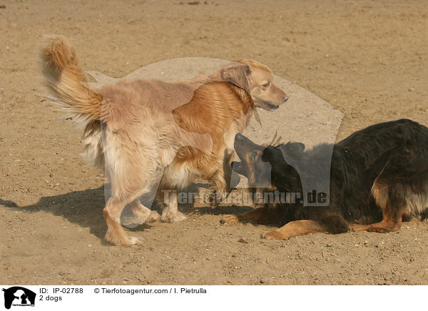 2 dogs / IP-02788
