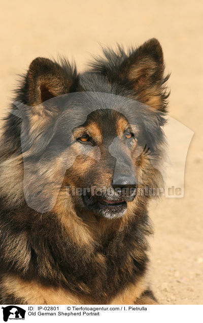 Old German Shepherd Portrait / IP-02801
