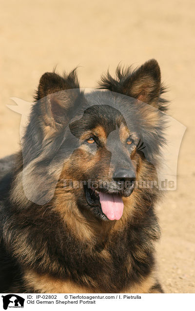 Old German Shepherd Portrait / IP-02802