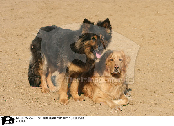 2 dogs / IP-02807
