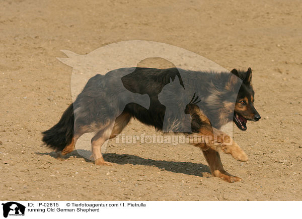 running Old German Shepherd / IP-02815
