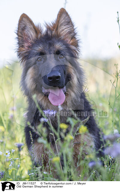 Altdeutscher Schferhund im Sommer / Old German Shepherd in summer / JM-11527