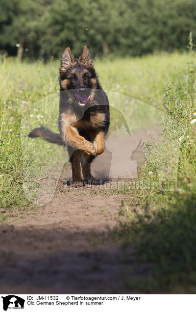 Altdeutscher Schferhund im Sommer / Old German Shepherd in summer / JM-11532