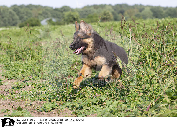Altdeutscher Schferhund im Sommer / Old German Shepherd in summer / JM-11539