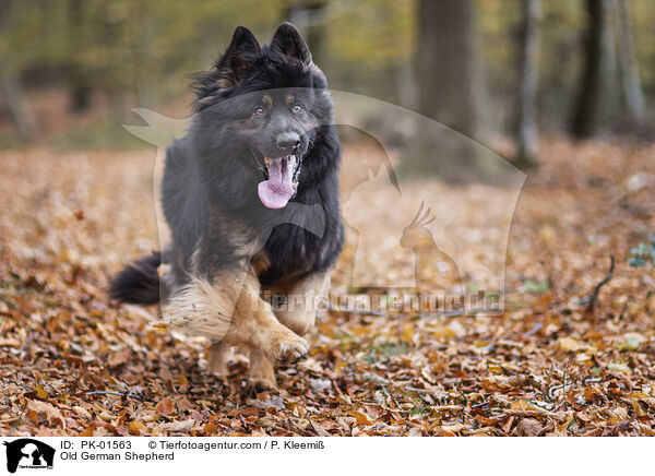 Altdeutscher Schferhund / Old German Shepherd / PK-01563