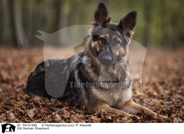 Altdeutscher Schferhund / Old German Shepherd / PK-01568
