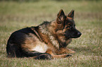 lying Old German Shepherd