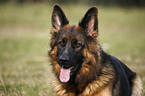 Old German Shepherd