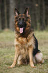 sitting Old German Shepherd