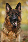 Old German Shepherd