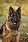 Old German Shepherd