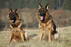 sitting Old German Shepherd