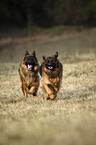 running Old German Shepherd