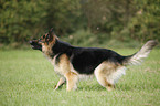 Old German Shepherd