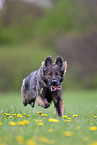 running Old German Shepherd