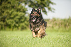 running Old German Shepherd