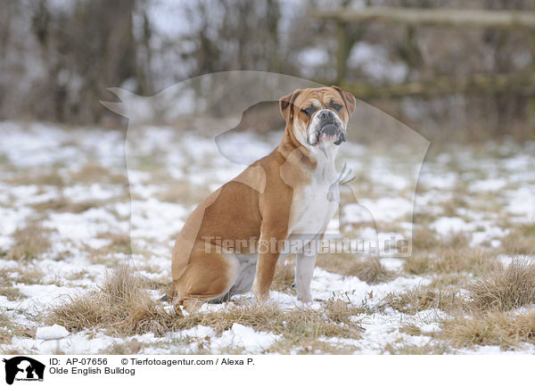 Olde English Bulldog / AP-07656