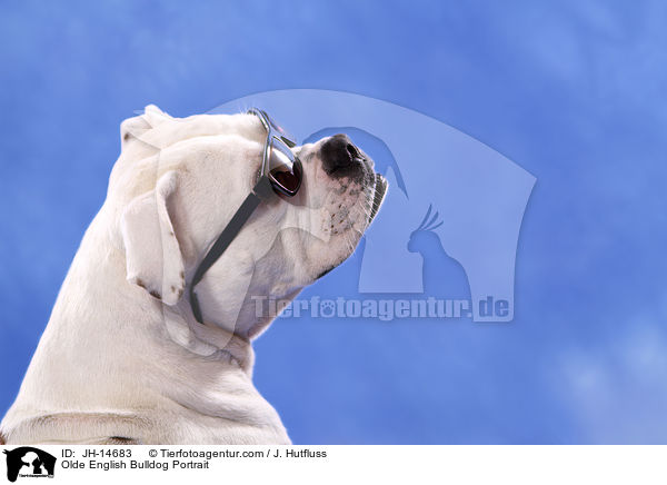 Olde English Bulldog Portrait / Olde English Bulldog Portrait / JH-14683