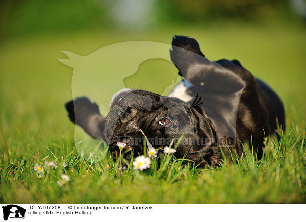 Olde English Bulldog wlzt sich / rolling Olde English Bulldog / YJ-07208