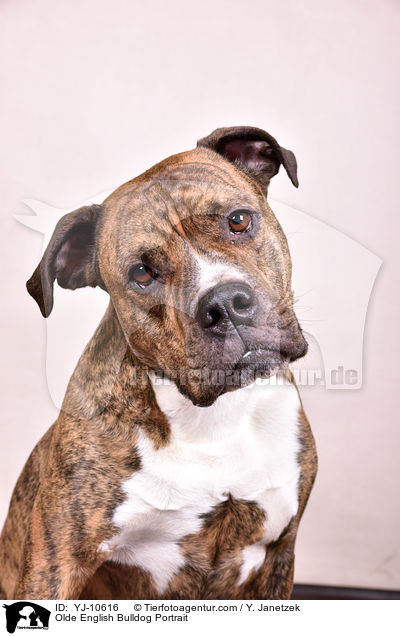 Olde English Bulldog Portrait / YJ-10616