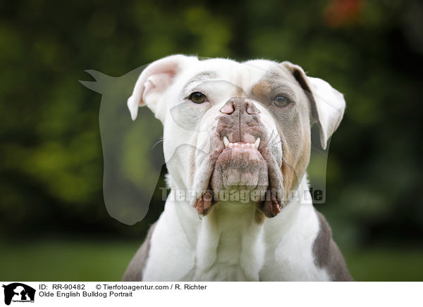 Olde English Bulldog Portrait / RR-90482