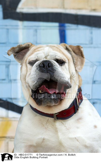 Olde English Bulldog Portrait / HBO-01771